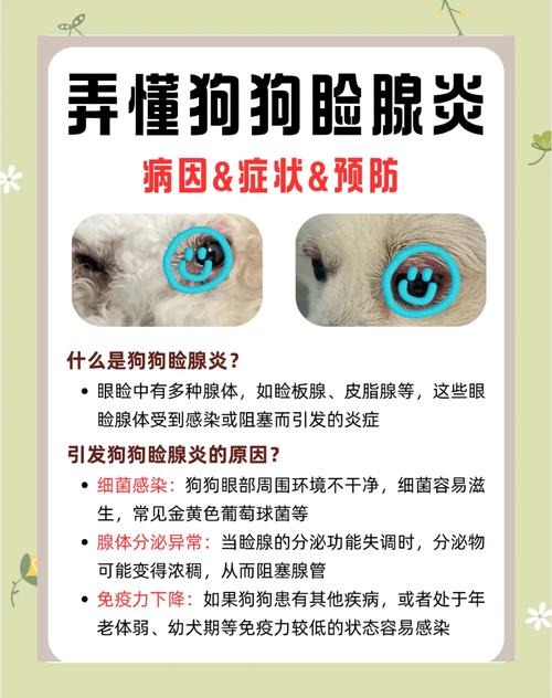 狗狗眼睛睁不开了怎么办可以用红霉素软膏或者庆大霉素吗?特别急求解...