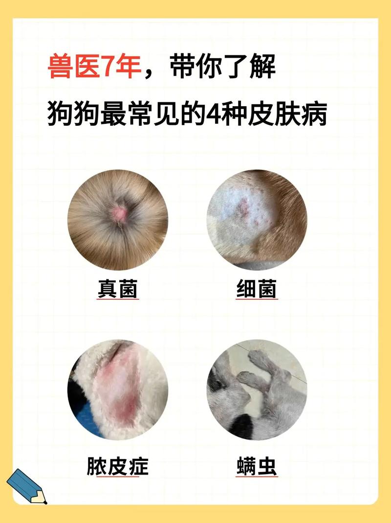 红霉素软膏治狗狗真菌感染