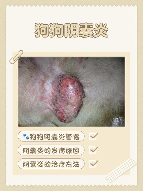 狗狗耳朵发炎可以涂红霉素软膏吗?
