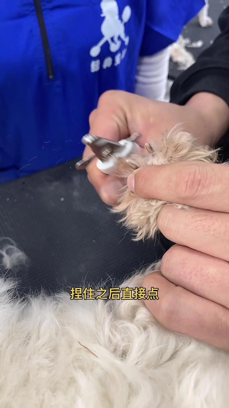 自己在家怎么给狗狗剪指甲