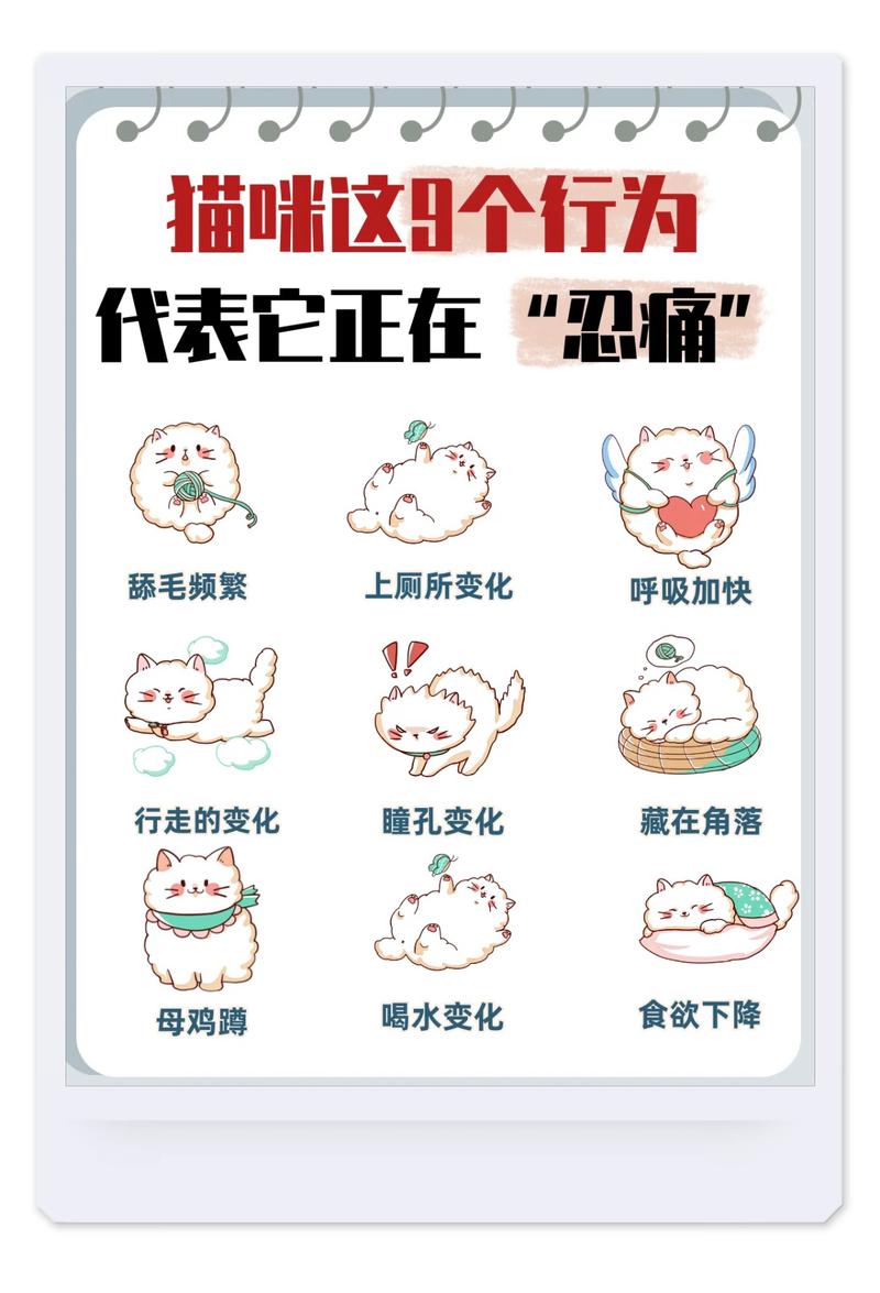 猫咪为什么会一直舔自己的皮肤,舔破了都不停?