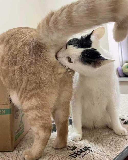 猫咪常总结毛发时舔自己的屁股,这是为什么呢?