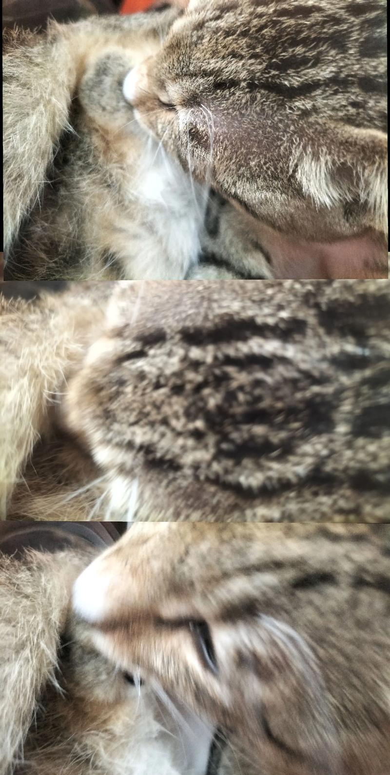 猫为什么舔自己小鸡