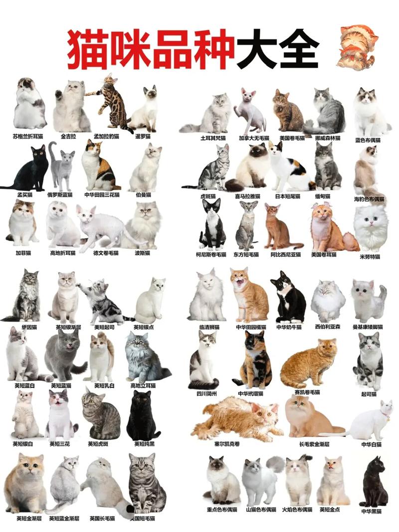 带财气的猫名字