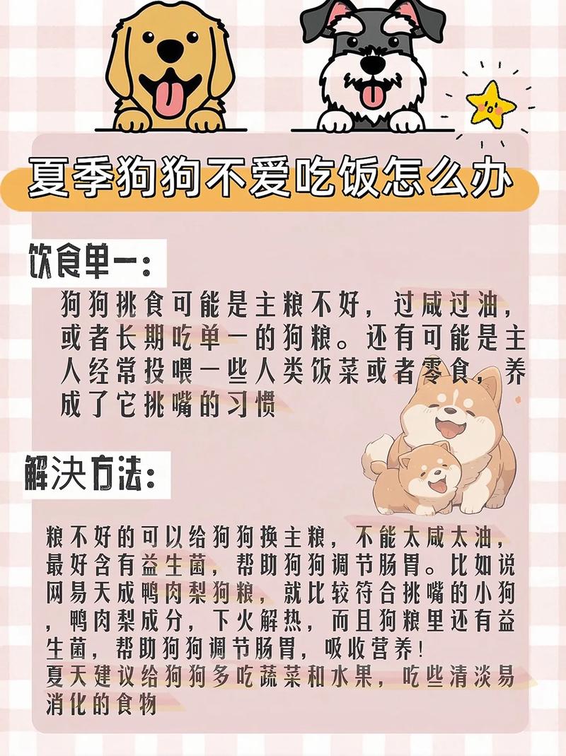 夏天狗狗不爱吃饭怎么办