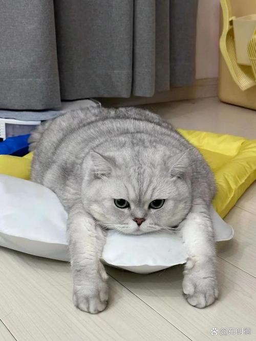 猫咪“很想”主人,才有的5个表现,你家有吗?