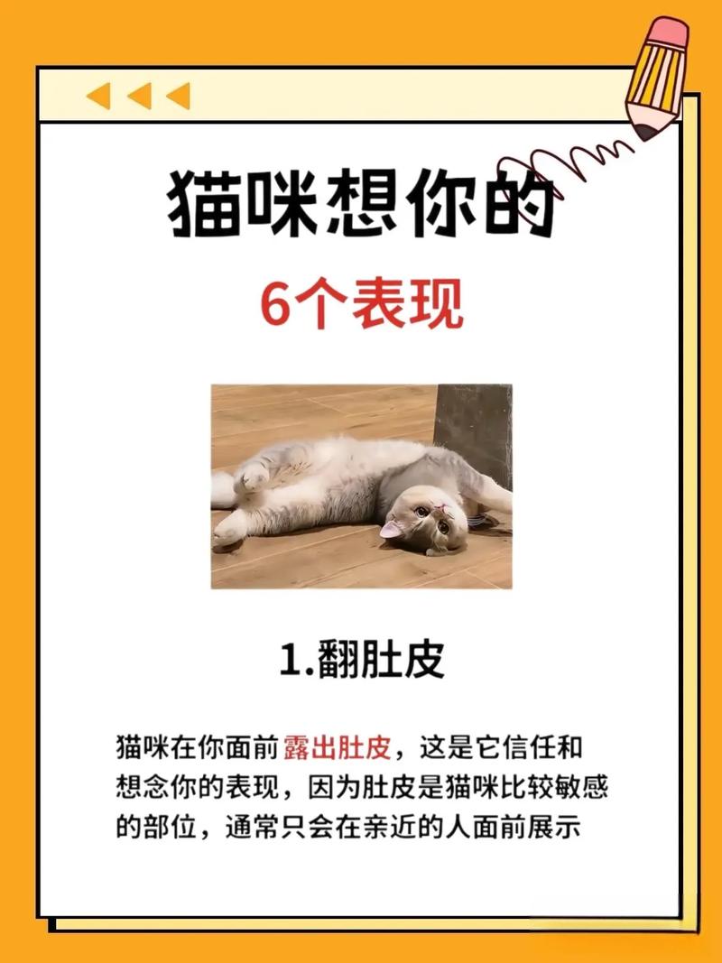 猫咪想主人会有哪些表现?