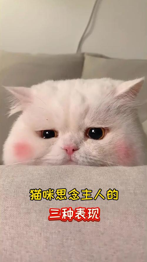 猫咪想念主人的表现