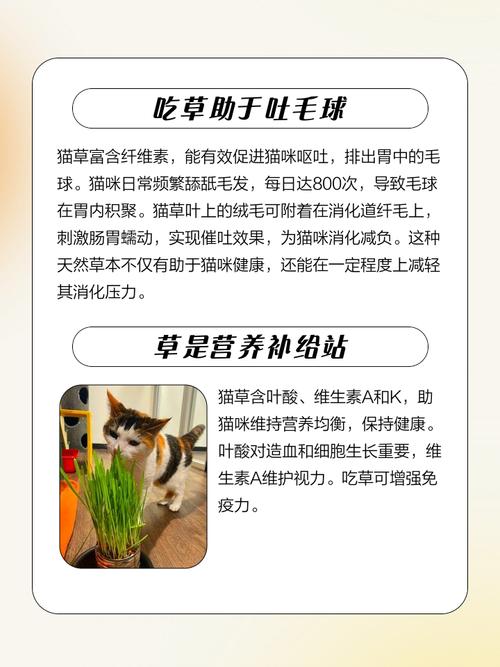 猫咪吃草的原因,主人要对症下药