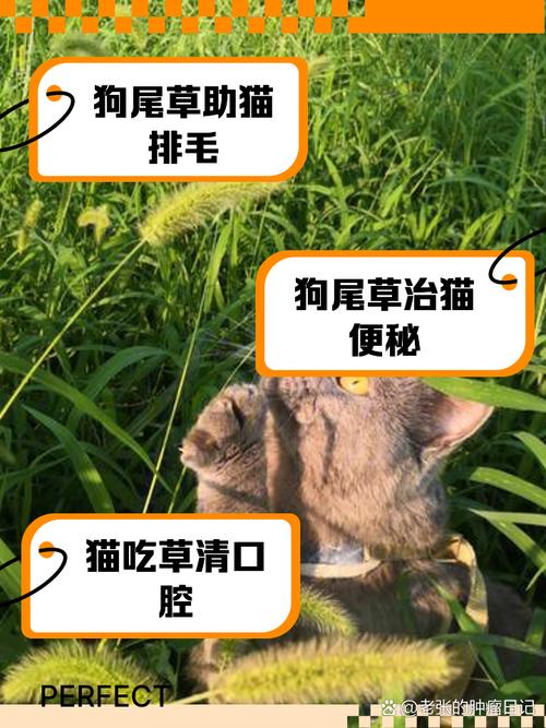 猫吃草是怎么回事?