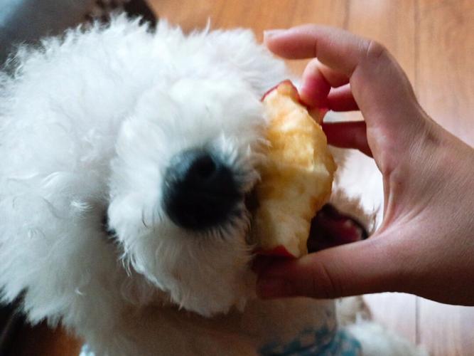 狗狗吃了苹果核怎么办!