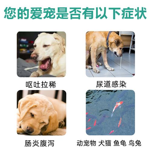 狗狗肠胃炎喝庆大霉素管用吗