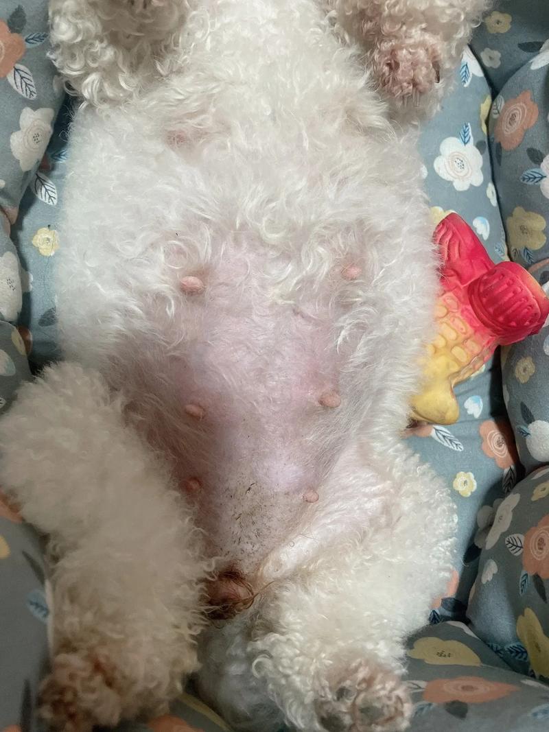 比熊犬怀孕的明显症状