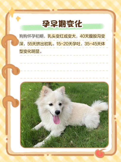 狗怀孕52天有什么反应