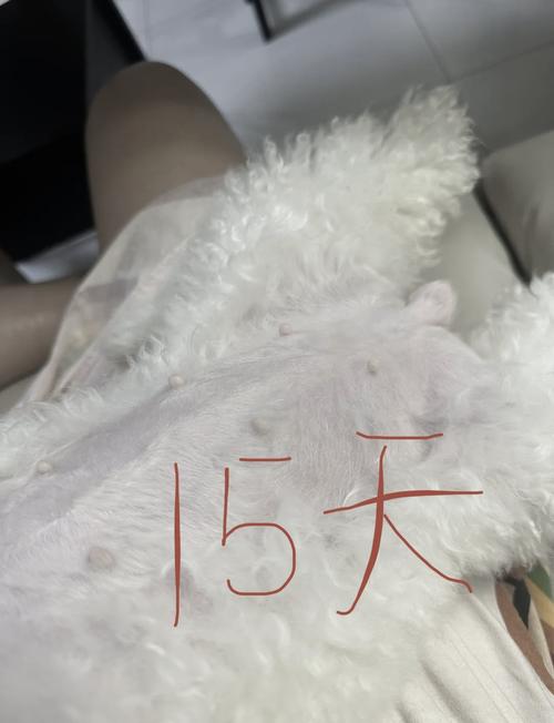 狗狗怀孕后为什么一直吐