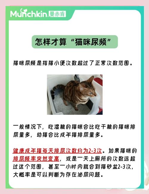 猫不停的刨猫砂还总叫是怎么回事