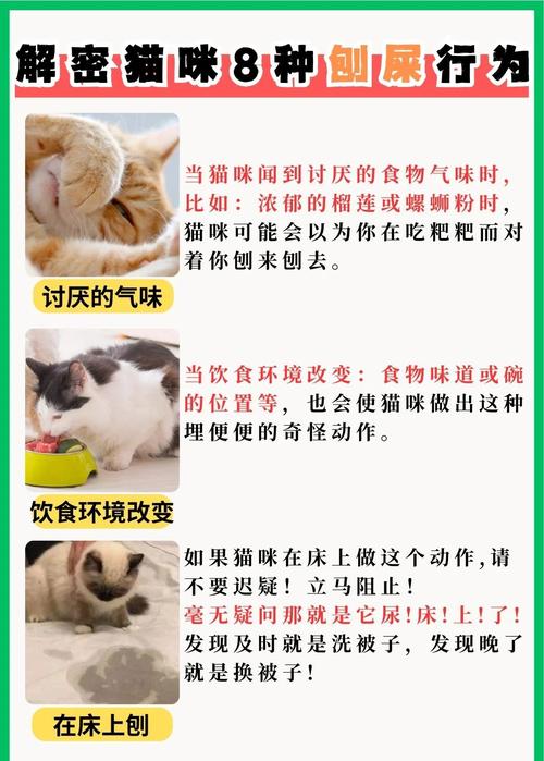 猫咪为什么半夜疯狂刨猫砂
