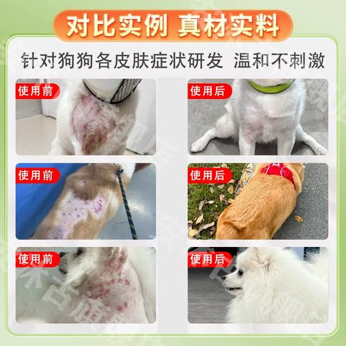 狗狗背上皮肤病化脓溃烂用什么药