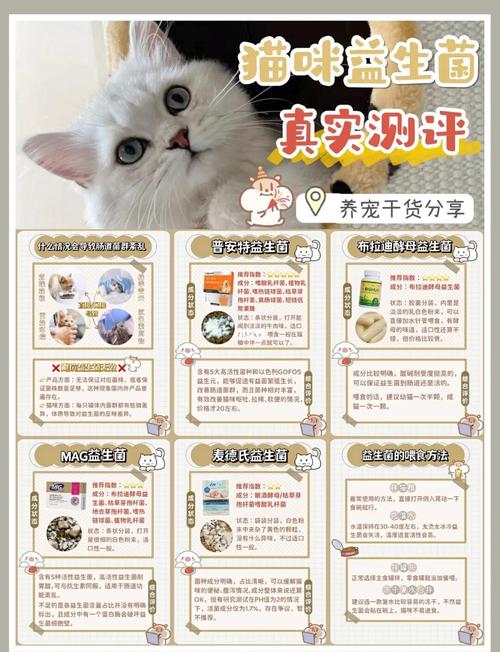 布偶猫吃什么益生菌好