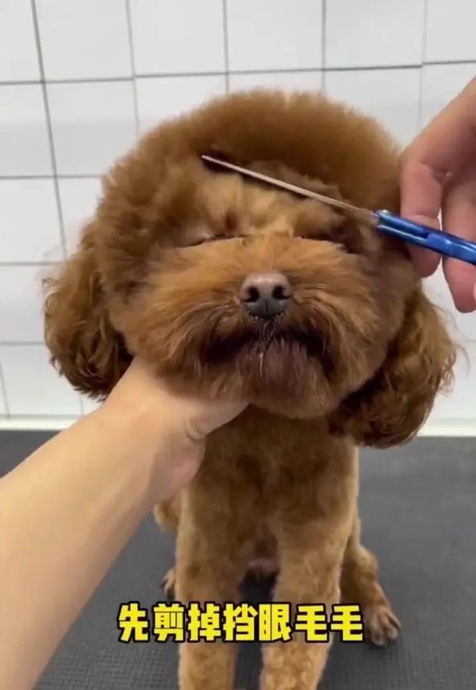如何自己动手给泰迪小狗剪毛