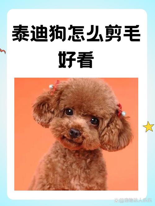 立耳泰迪剪毛最简单方法