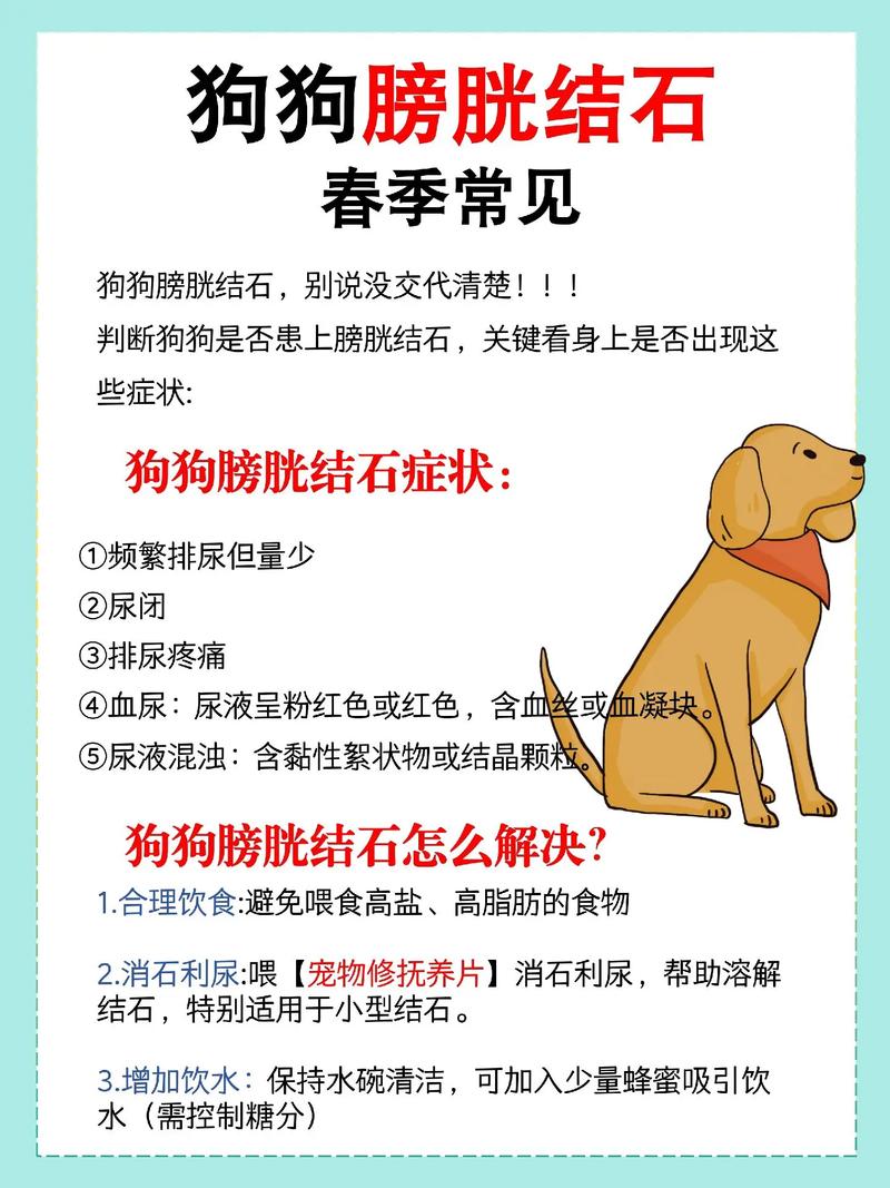狗狗尿结石怎么治疗