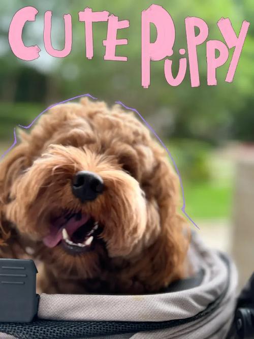 小狗得瑟怎么回事