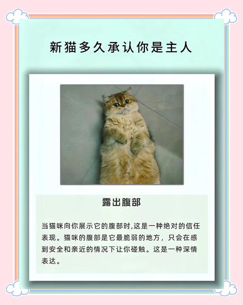 猫换环境的应激期多长