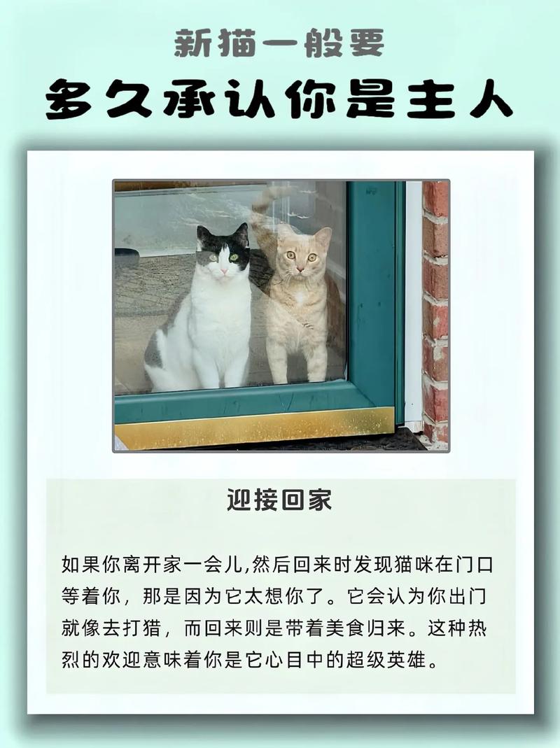 猫咪去新家多久能适应