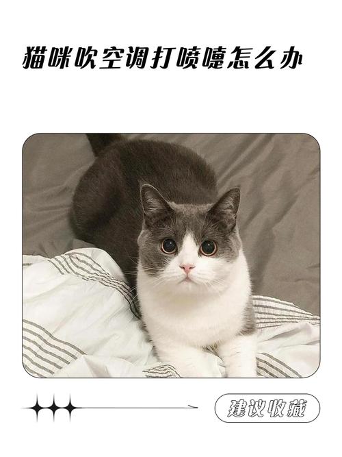 小猫打喷嚏怎么办?分享小知识