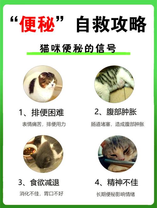 猫咪便秘拉不出来怎么办