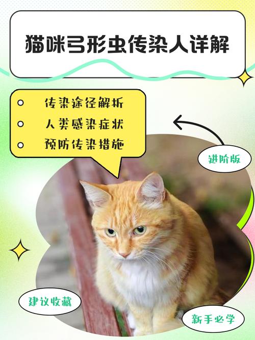 猫咪弓形虫会传染给人吗