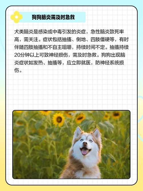 狗狗怎么避以免脑炎