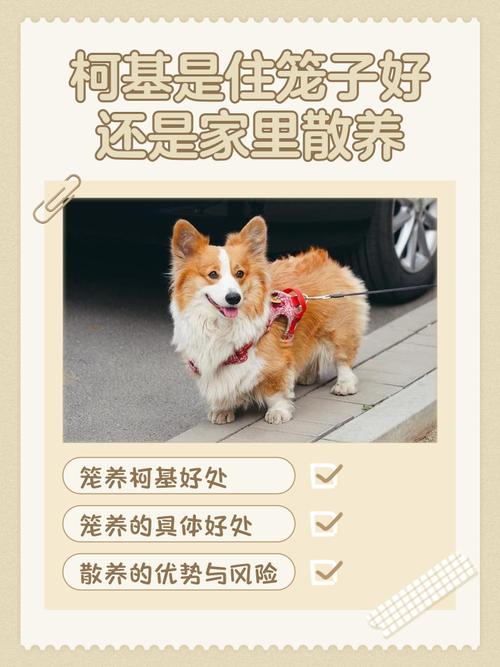 柯基是住笼子好还是家里散养