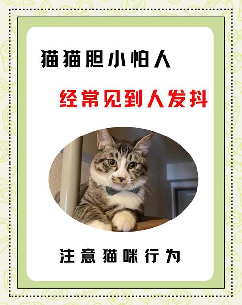 猫胆子小怕人怎么办