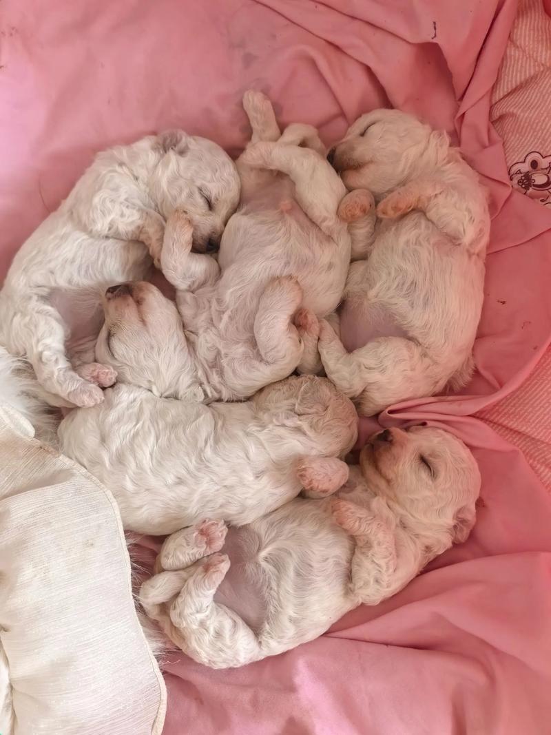 刚满30天的小狗吃什么