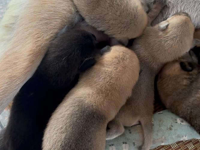 刚出生15天的小狗吃什么