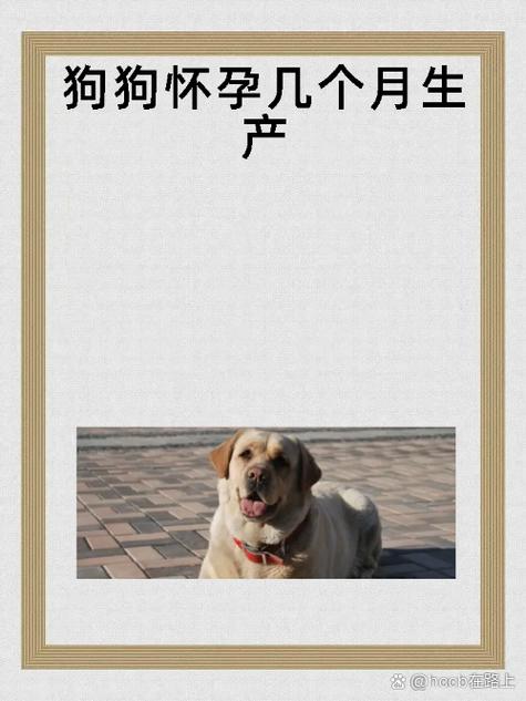狗狗怀孕后几个月生产