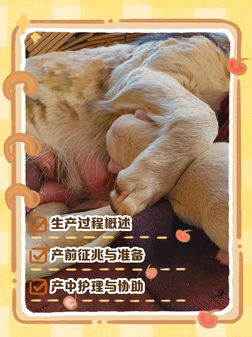 狗狗怀孕后几个月正常生产呢