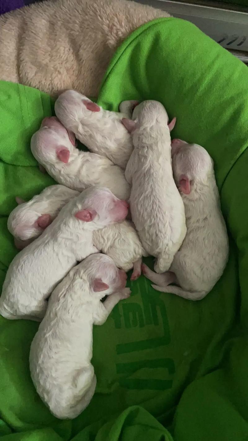 柴犬怀孕最快几个月开始生小狗