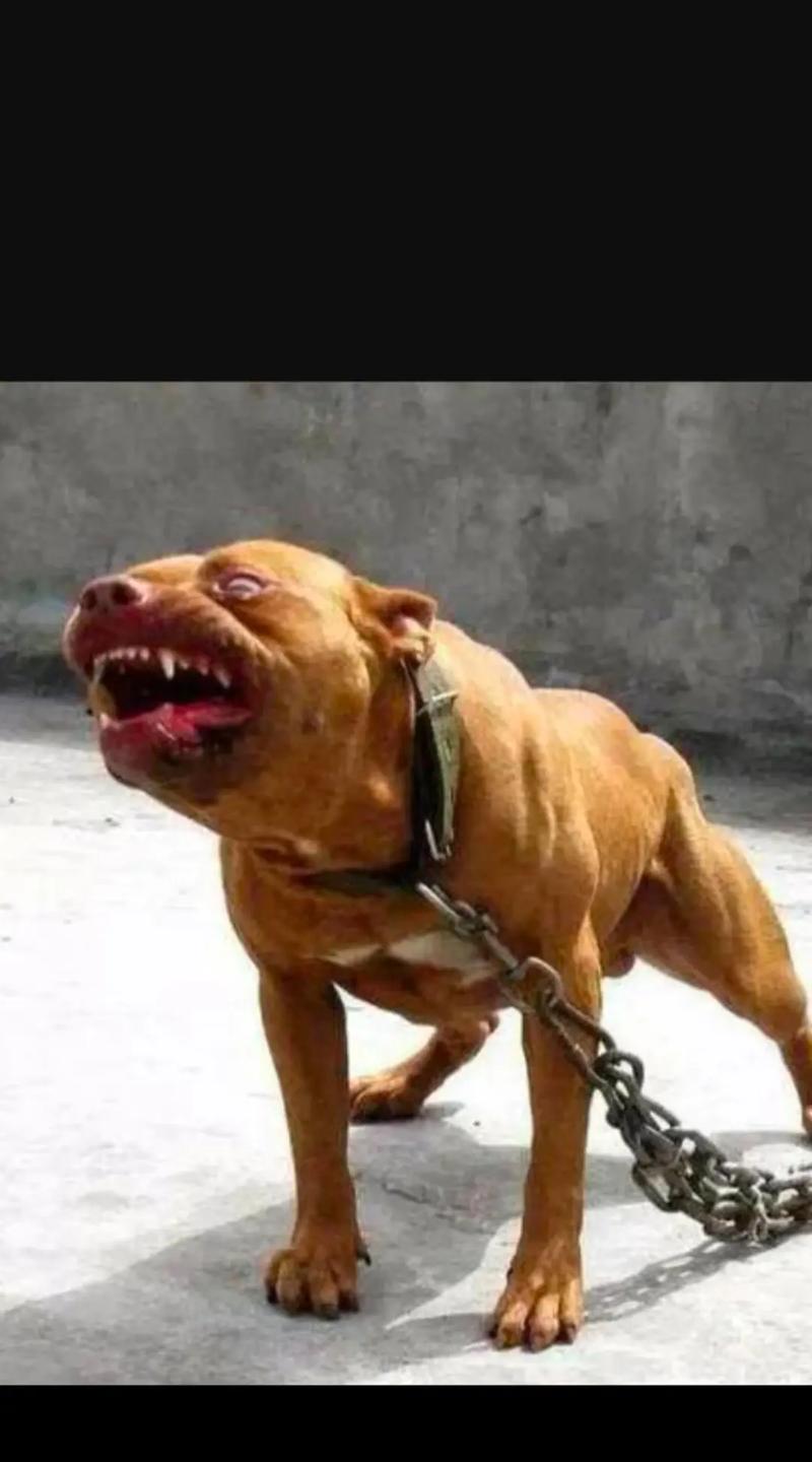 狗狗叛逆期多长