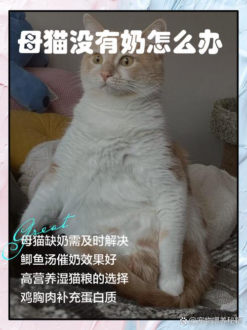 我家猫咪生完小猫但是没奶啊,怎么让猫咪下奶