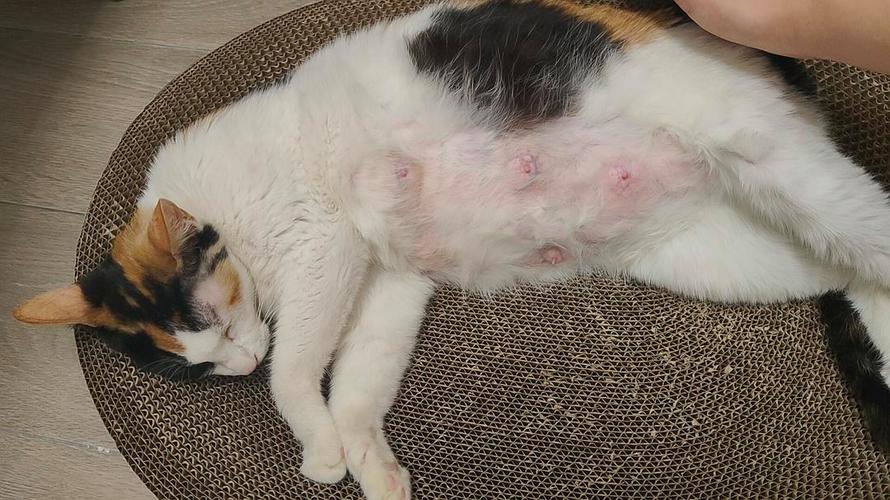 我家的猫刚下完崽,没有奶怎么办?