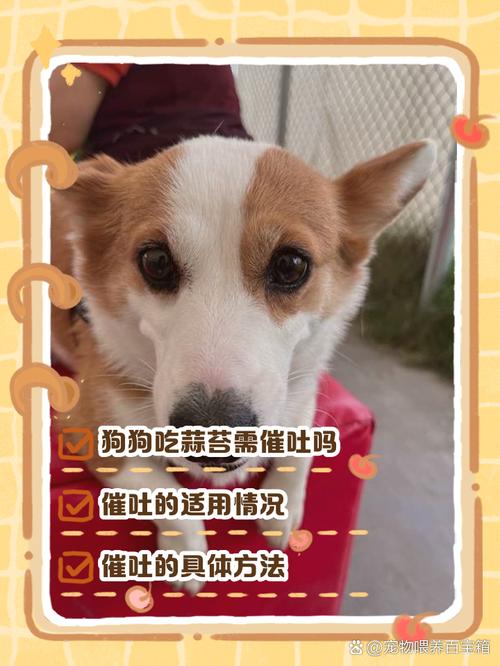 狗吃了大蒜怎么补救