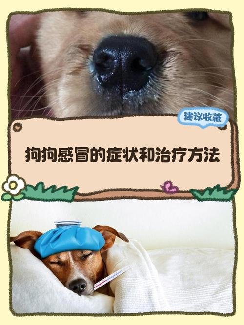 狗狗感冒症状能自愈吗