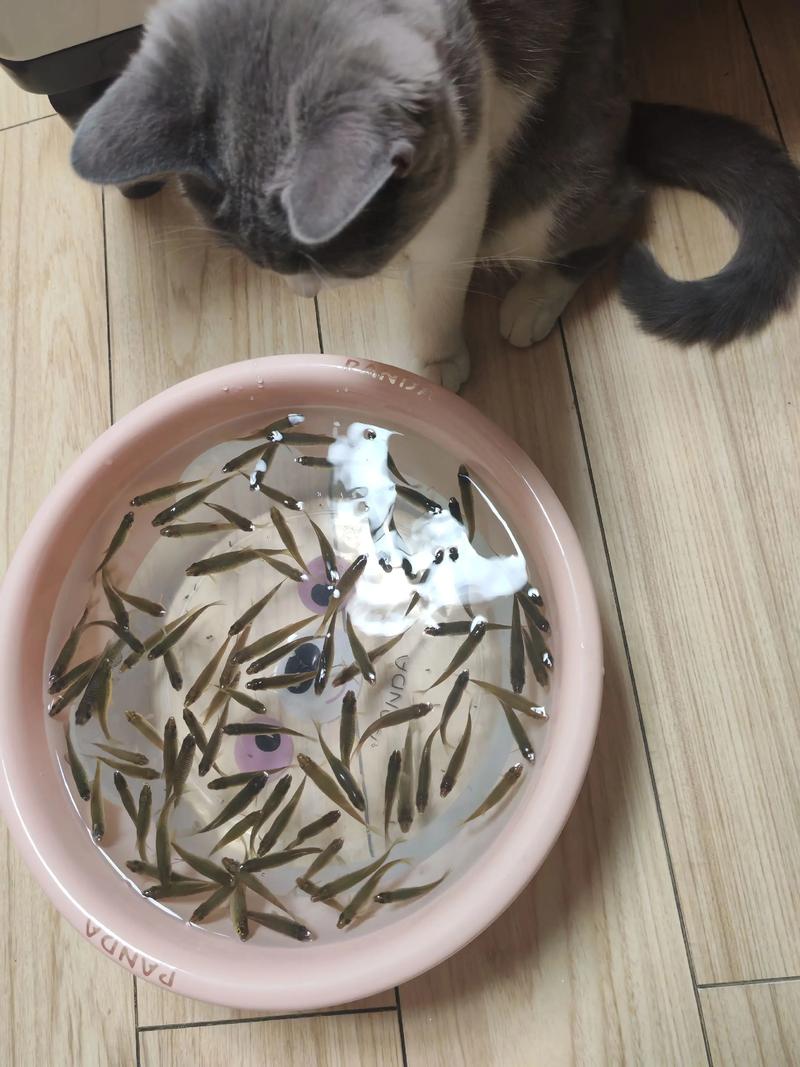 想给家里的母猫做鲫鱼汤应该怎么做?