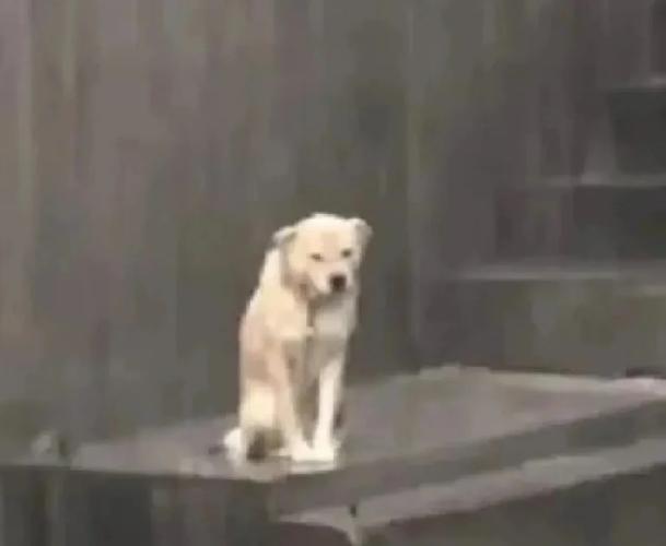 狗狗淋雨了会生病吗?