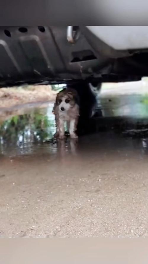 狗淋雨会不会有事