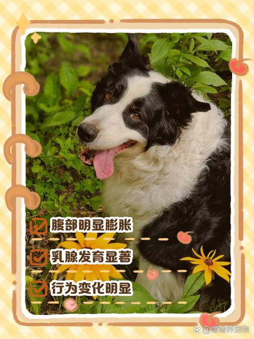 狗狗怀孕有什么症状表现