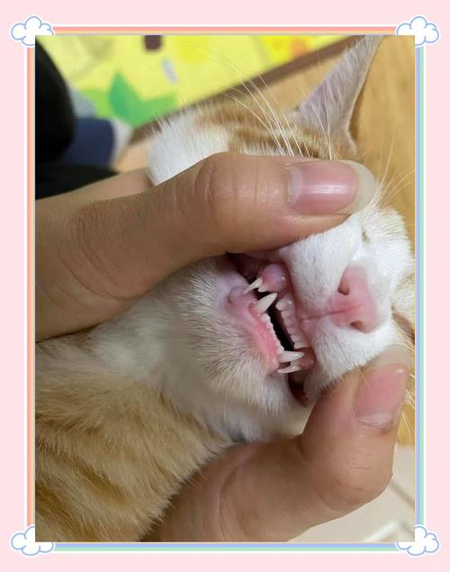 猫咪换牙后为什么不长了